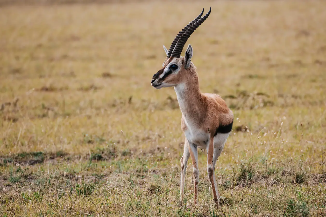 Ang Big Five ay hindi ang pinakamalaking